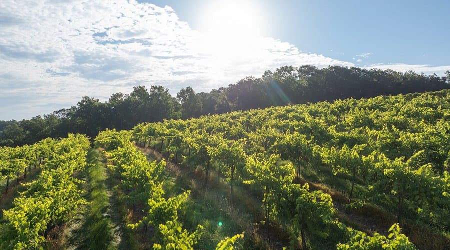 A sunlit vineyard stretches across rolling hills under a blue sky.