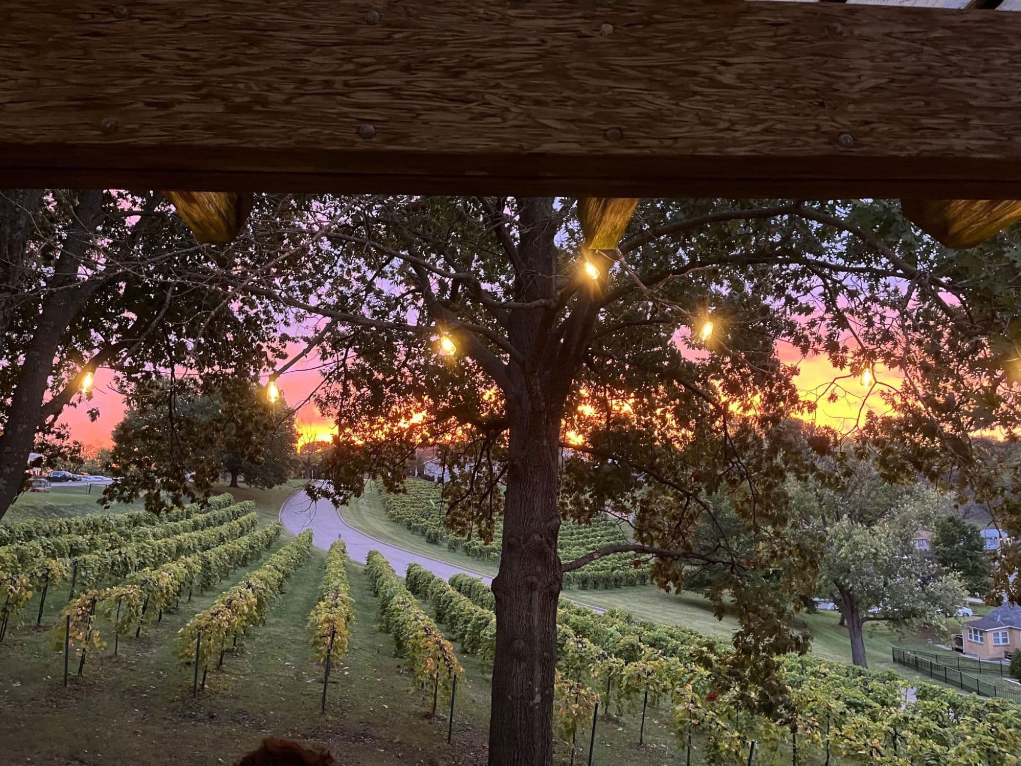 A picturesque vineyard scene at sunset, framed by trees and twinkling lights.